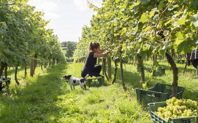 Young female grape picker harvesting in a sunny vineyard