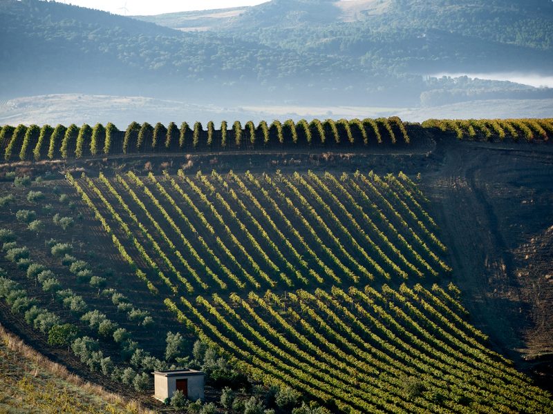 terroir_4-3_1280x960_sicilia zabu